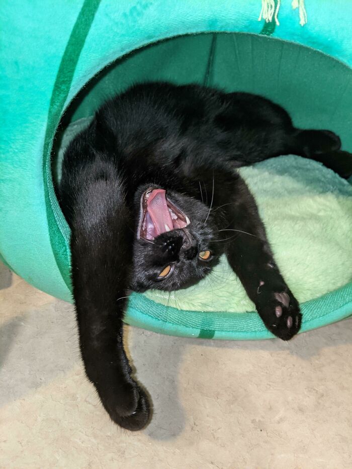 50 Times Cats Hilariously Malfunctioned, Making Owners Ask “What’s Wrong With My Cat?” (New Pics) 50 Times Cats Hilariously Malfunctioned, Making Owners Ask “What’s Wrong With My Cat?” (New Pics)