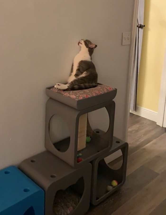 50 Times Cats Hilariously Malfunctioned, Making Owners Ask “What’s Wrong With My Cat?” (New Pics) 50 Times Cats Hilariously Malfunctioned, Making Owners Ask “What’s Wrong With My Cat?” (New Pics)