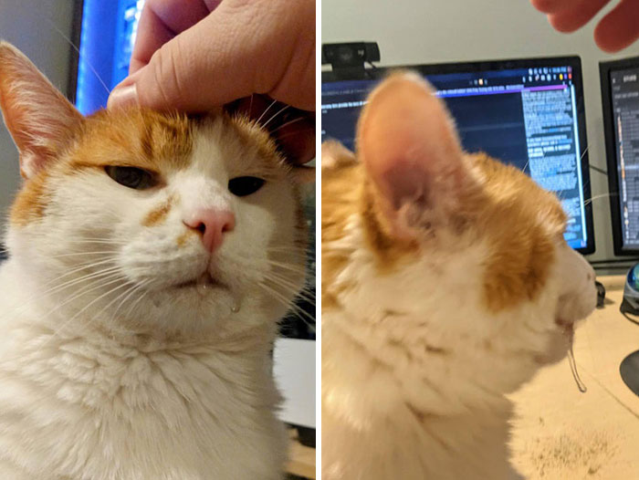 50 Times Cats Hilariously Malfunctioned, Making Owners Ask “What’s Wrong With My Cat?” (New Pics) 50 Times Cats Hilariously Malfunctioned, Making Owners Ask “What’s Wrong With My Cat?” (New Pics)