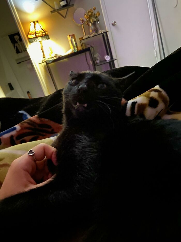 50 Times Cats Hilariously Malfunctioned, Making Owners Ask “What’s Wrong With My Cat?” (New Pics) 50 Times Cats Hilariously Malfunctioned, Making Owners Ask “What’s Wrong With My Cat?” (New Pics)