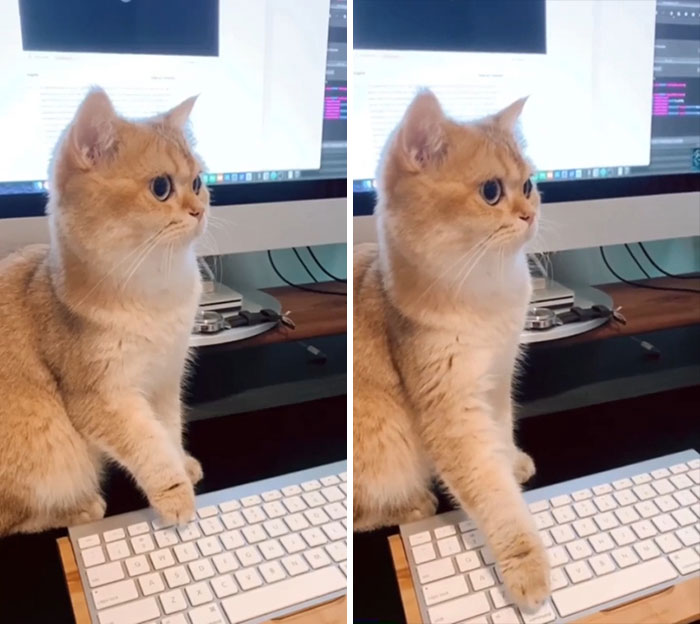 50 Times Cats Hilariously Malfunctioned, Making Owners Ask “What’s Wrong With My Cat?” (New Pics) 50 Times Cats Hilariously Malfunctioned, Making Owners Ask “What’s Wrong With My Cat?” (New Pics)