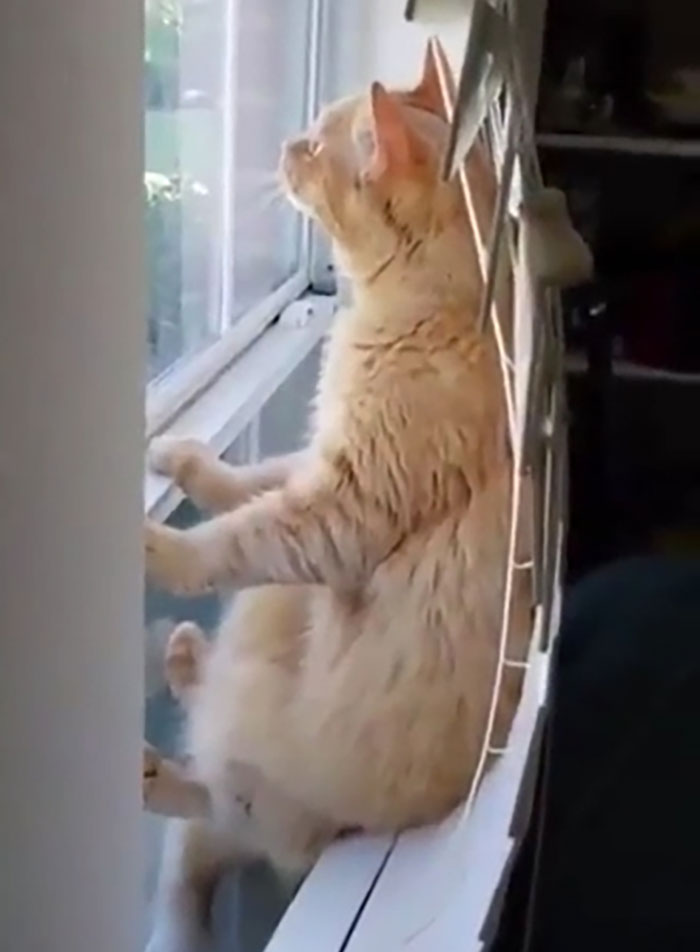 50 Times Cats Hilariously Malfunctioned, Making Owners Ask “What’s Wrong With My Cat?” (New Pics) 50 Times Cats Hilariously Malfunctioned, Making Owners Ask “What’s Wrong With My Cat?” (New Pics)