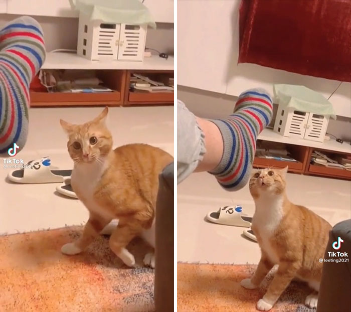 50 Times Cats Hilariously Malfunctioned, Making Owners Ask “What’s Wrong With My Cat?” (New Pics) 50 Times Cats Hilariously Malfunctioned, Making Owners Ask “What’s Wrong With My Cat?” (New Pics)