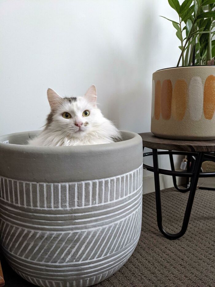 50 Times Cats Hilariously Malfunctioned, Making Owners Ask “What’s Wrong With My Cat?” (New Pics) 50 Times Cats Hilariously Malfunctioned, Making Owners Ask “What’s Wrong With My Cat?” (New Pics)