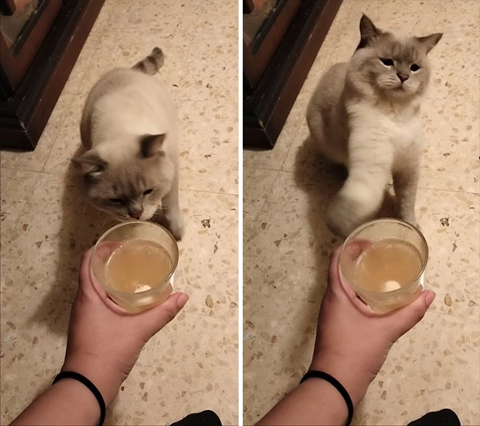 50 Times Cats Hilariously Malfunctioned, Making Owners Ask “What’s Wrong With My Cat?” (New Pics) 50 Times Cats Hilariously Malfunctioned, Making Owners Ask “What’s Wrong With My Cat?” (New Pics)