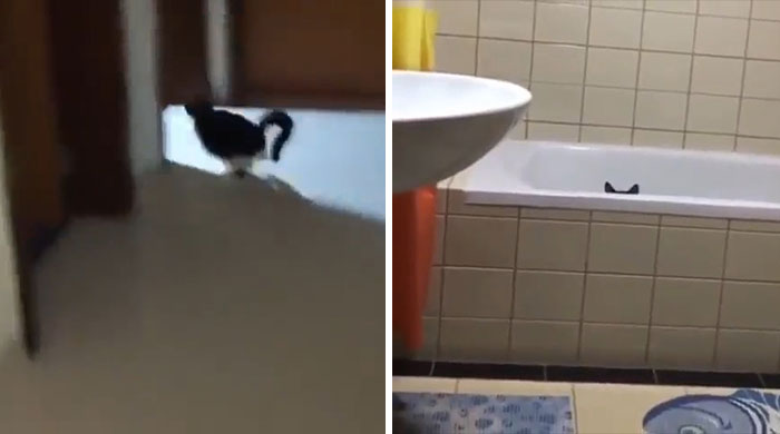 50 Times Cats Hilariously Malfunctioned, Making Owners Ask “What’s Wrong With My Cat?” (New Pics) 50 Times Cats Hilariously Malfunctioned, Making Owners Ask “What’s Wrong With My Cat?” (New Pics)