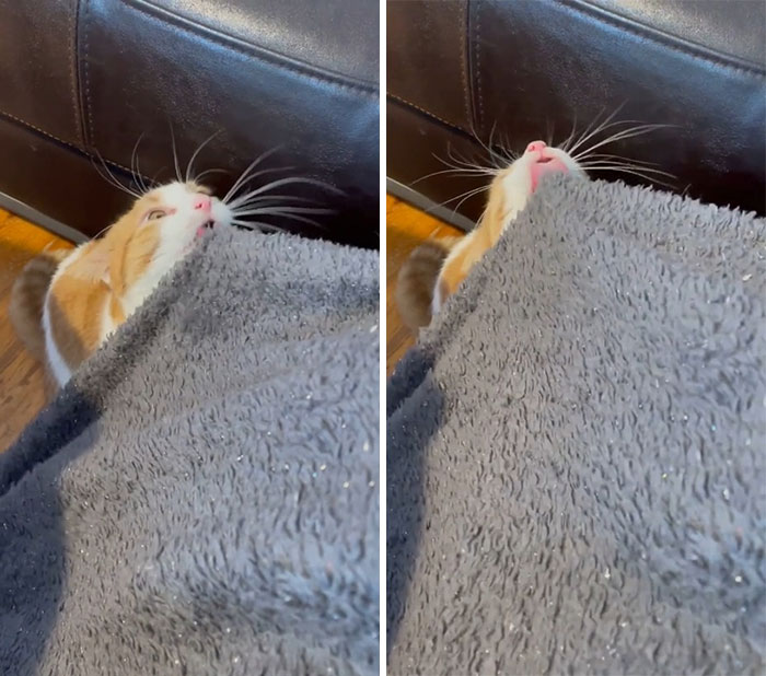 50 Times Cats Hilariously Malfunctioned, Making Owners Ask “What’s Wrong With My Cat?” (New Pics) 50 Times Cats Hilariously Malfunctioned, Making Owners Ask “What’s Wrong With My Cat?” (New Pics)