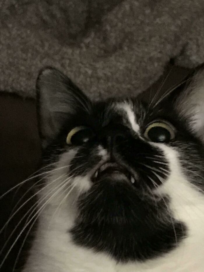 50 Times Cats Hilariously Malfunctioned, Making Owners Ask “What’s Wrong With My Cat?” (New Pics) 50 Times Cats Hilariously Malfunctioned, Making Owners Ask “What’s Wrong With My Cat?” (New Pics)