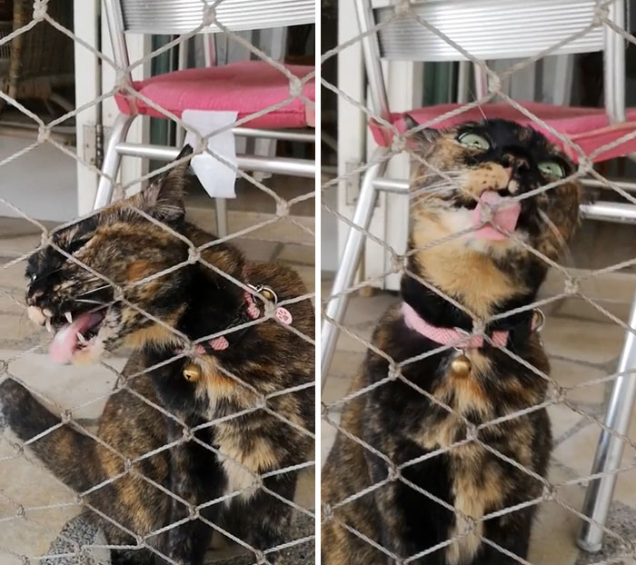 50 Times Cats Hilariously Malfunctioned, Making Owners Ask “What’s Wrong With My Cat?” (New Pics) 50 Times Cats Hilariously Malfunctioned, Making Owners Ask “What’s Wrong With My Cat?” (New Pics)