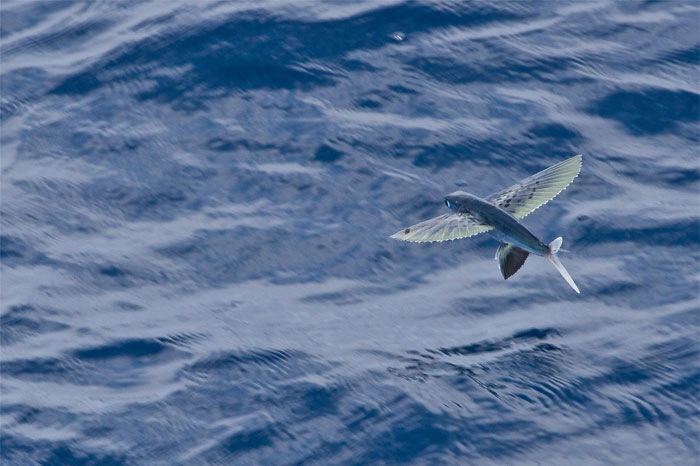 30 Of The Most Creepy Or Weird Things People Witnessed In Oceans, As Shared In This Online Group 30 Of The Most Creepy Or Weird Things People Witnessed In Oceans, As Shared In This Online Group