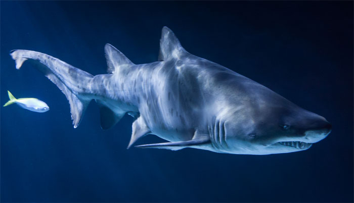 30 Of The Most Creepy Or Weird Things People Witnessed In Oceans, As Shared In This Online Group 30 Of The Most Creepy Or Weird Things People Witnessed In Oceans, As Shared In This Online Group