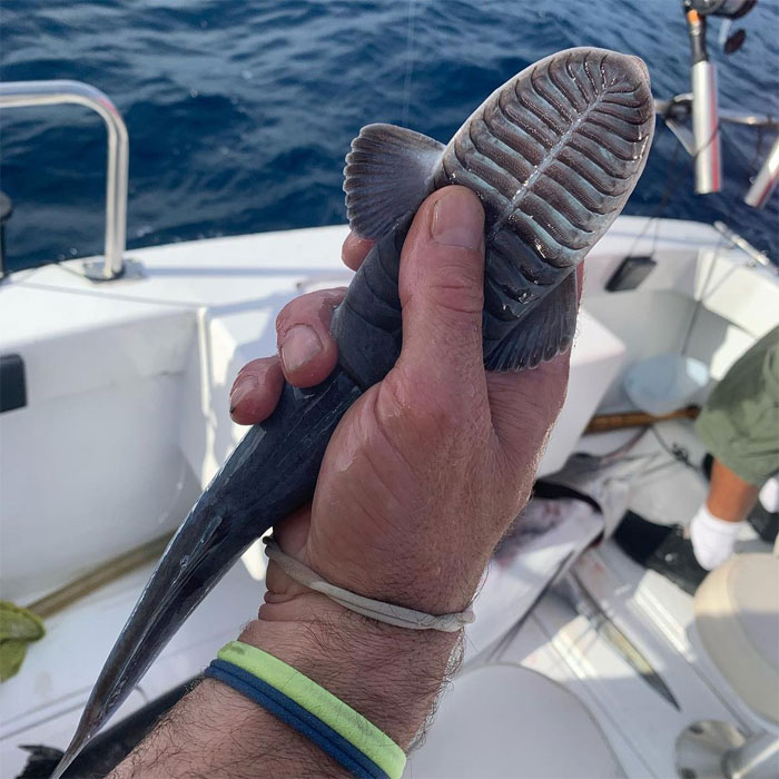 30 Of The Most Creepy Or Weird Things People Witnessed In Oceans, As Shared In This Online Group 30 Of The Most Creepy Or Weird Things People Witnessed In Oceans, As Shared In This Online Group