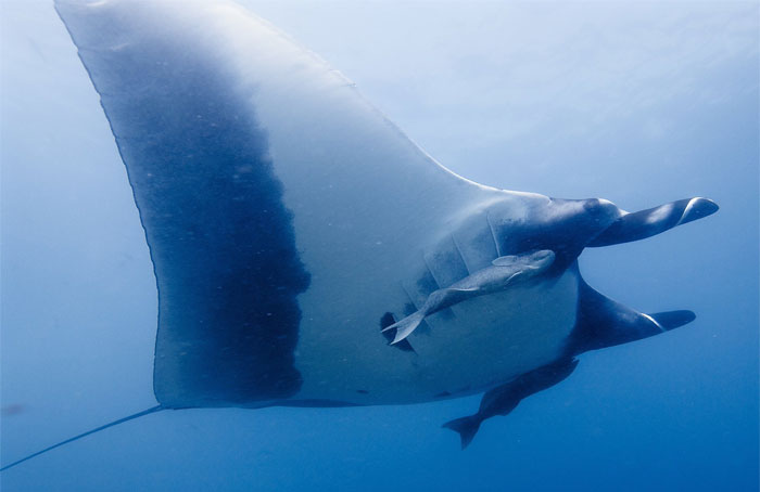 30 Of The Most Creepy Or Weird Things People Witnessed In Oceans, As Shared In This Online Group 30 Of The Most Creepy Or Weird Things People Witnessed In Oceans, As Shared In This Online Group