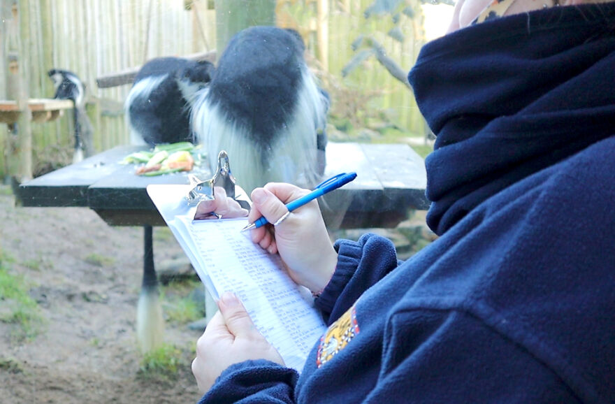 Drusillas Zoo Counts Every Paw, Claw, Feather, And Fang For Annual Stock Take Drusillas Zoo Counts Every Paw, Claw, Feather, And Fang For Annual Stock Take