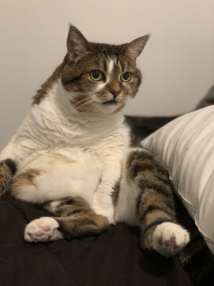 Hey Pandas, Post The Worst Picture Of Your Pet (Closed) Hey Pandas, Post The Worst Picture Of Your Pet (Closed)