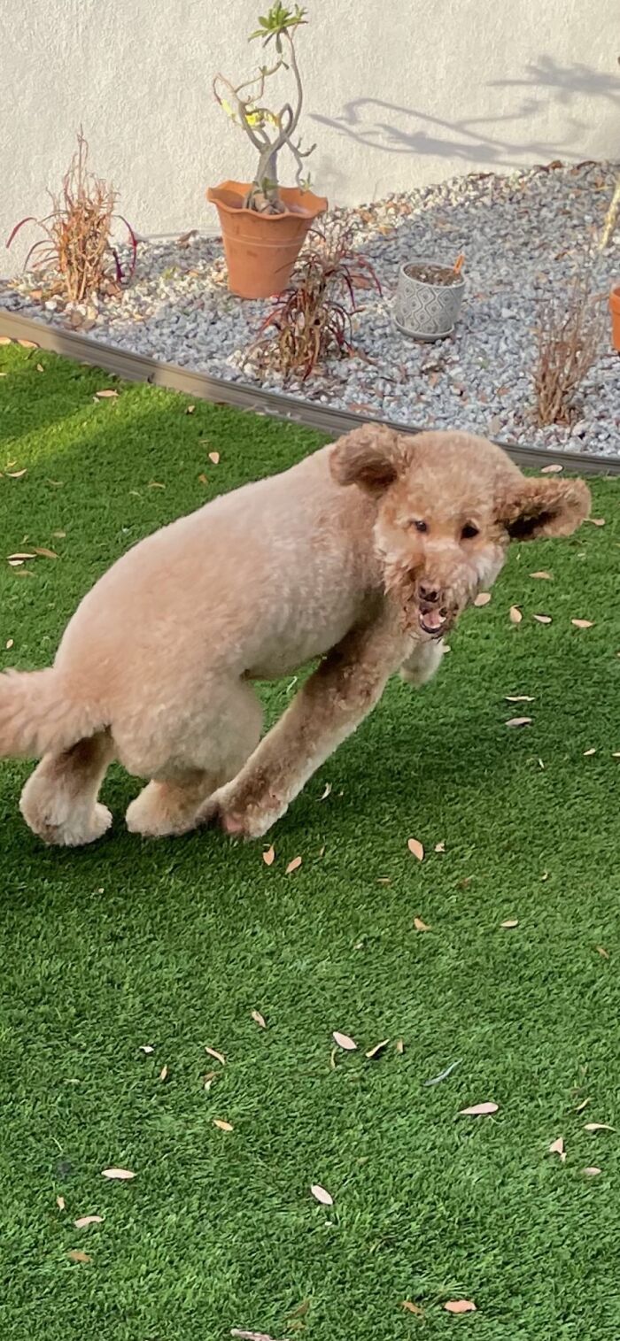 Hey Pandas, Post The Worst Picture Of Your Pet (Closed) Hey Pandas, Post The Worst Picture Of Your Pet (Closed)