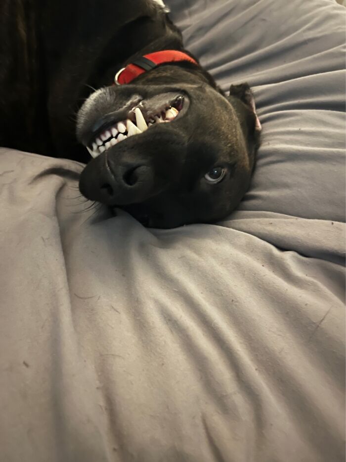 Hey Pandas, Post The Worst Picture Of Your Pet (Closed) Hey Pandas, Post The Worst Picture Of Your Pet (Closed)