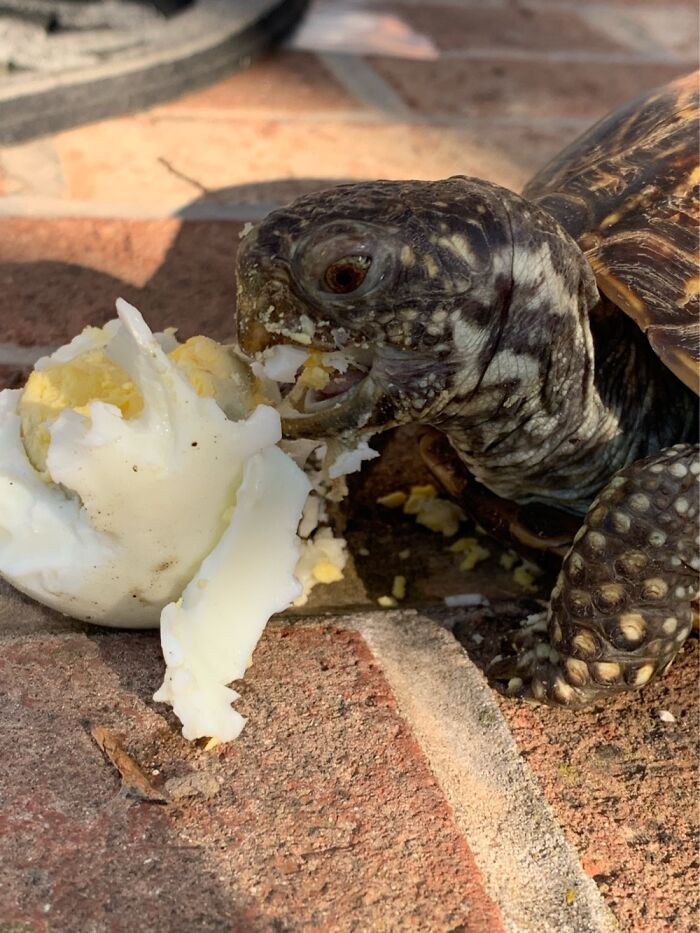 Hey Pandas, Post The Worst Picture Of Your Pet (Closed) Hey Pandas, Post The Worst Picture Of Your Pet (Closed)