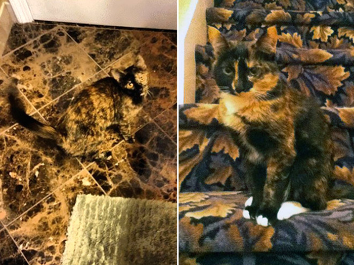 30 Cats Who Are The True Masters Of ‘Hide And Seek’ As Shared On This Twitter Page 30 Cats Who Are The True Masters Of ‘Hide And Seek’ As Shared On This Twitter Page
