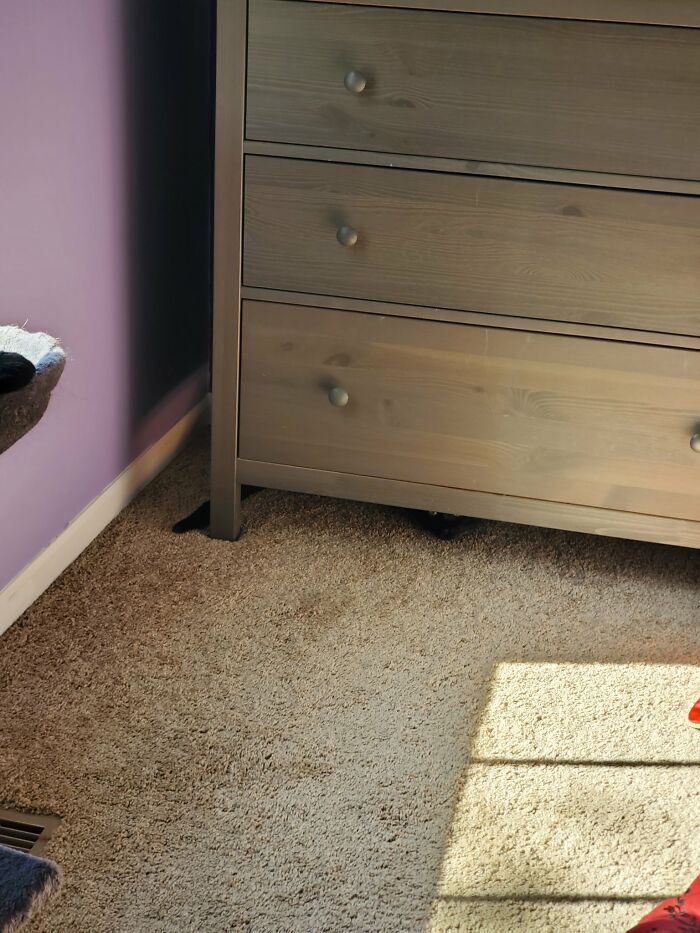 30 Cats Who Are The True Masters Of ‘Hide And Seek’ As Shared On This Twitter Page 30 Cats Who Are The True Masters Of ‘Hide And Seek’ As Shared On This Twitter Page