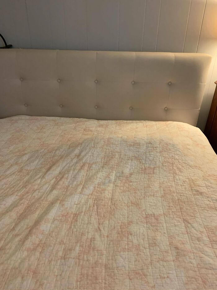 30 Cats Who Are The True Masters Of ‘Hide And Seek’ As Shared On This Twitter Page 30 Cats Who Are The True Masters Of ‘Hide And Seek’ As Shared On This Twitter Page