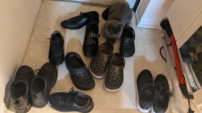 30 Cats Who Are The True Masters Of ‘Hide And Seek’ As Shared On This Twitter Page 30 Cats Who Are The True Masters Of ‘Hide And Seek’ As Shared On This Twitter Page