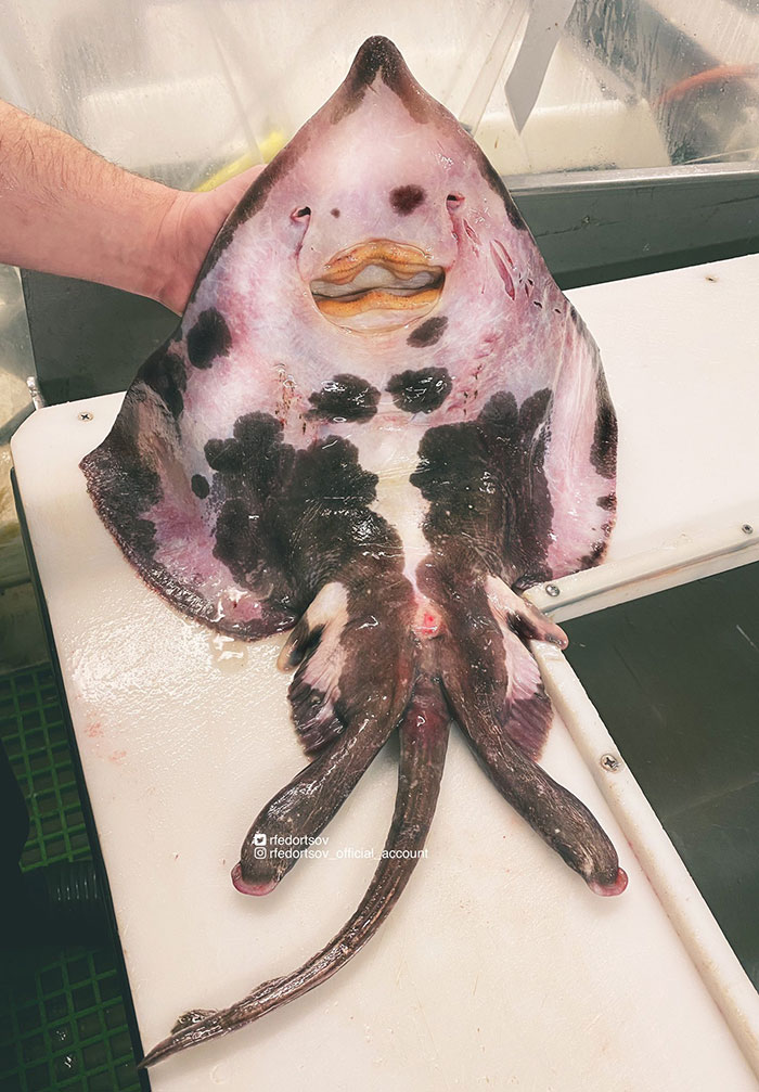Russian Fisherman Posts Terrifying Creatures Of The Deep Sea That He Comes Across, And People Want Him To Stop (30 New Pics) Russian Fisherman Posts Terrifying Creatures Of The Deep Sea That He Comes Across, And People Want Him To Stop (30 New Pics)