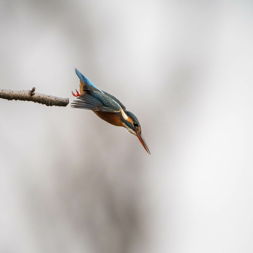 I Capture Every Move Of Diving Kingfishers (16 Pics)