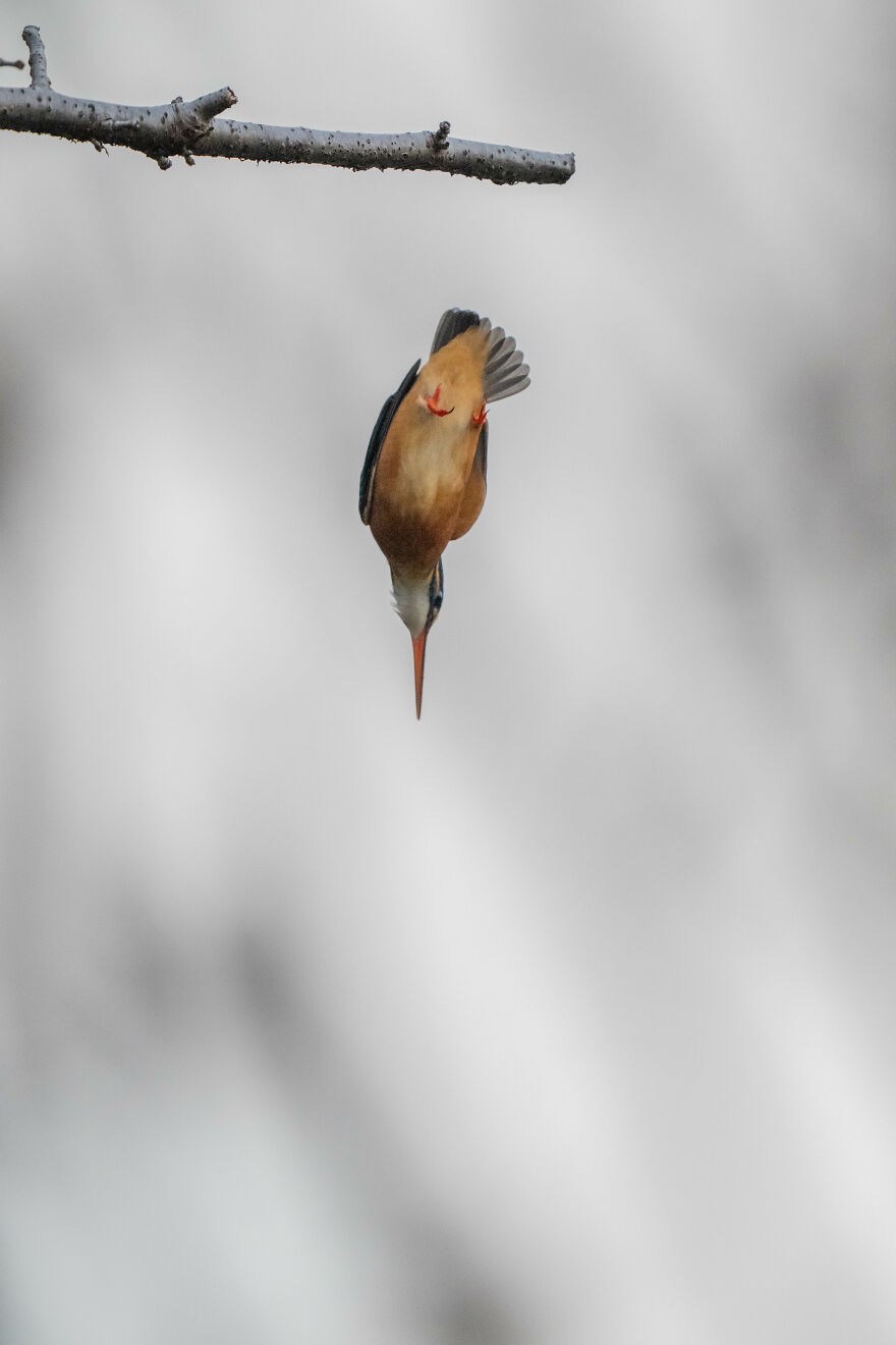 I Capture Every Move Of Diving Kingfishers (16 Pics)