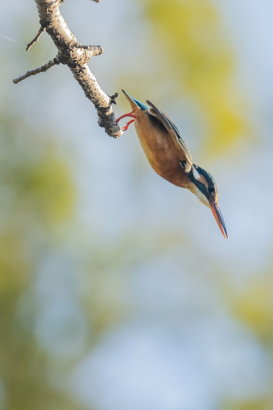 I Capture Every Move Of Diving Kingfishers (16 Pics)