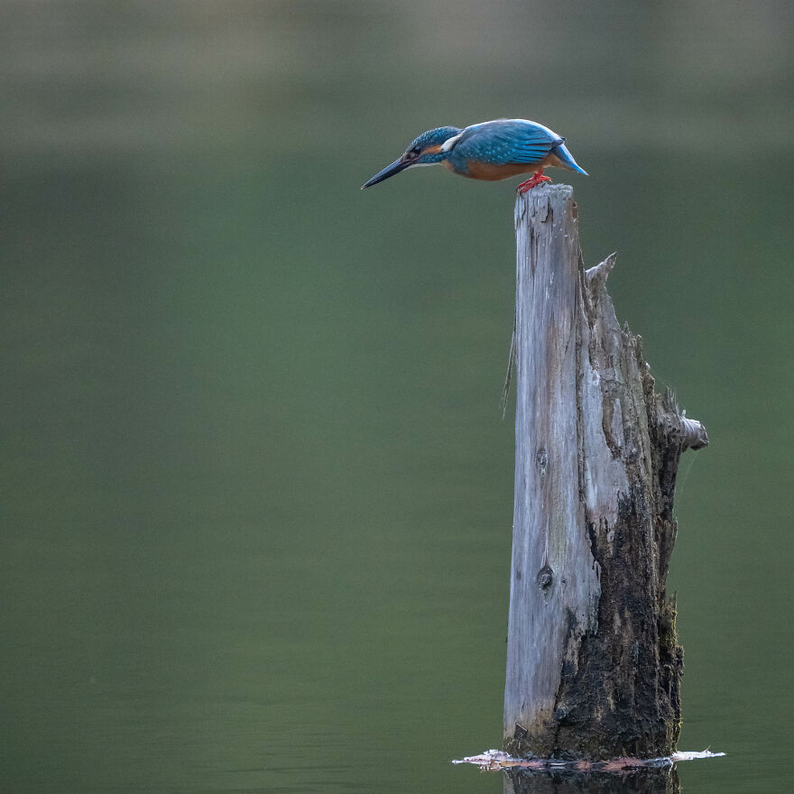 I Capture Every Move Of Diving Kingfishers (16 Pics)