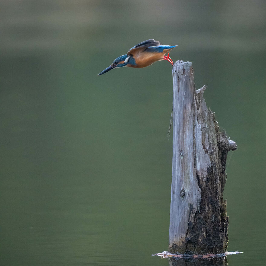 I Capture Every Move Of Diving Kingfishers (16 Pics)