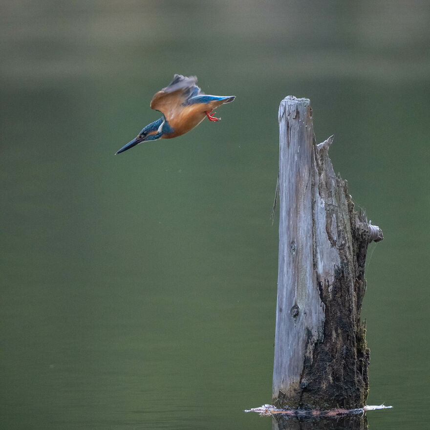 I Capture Every Move Of Diving Kingfishers (16 Pics)