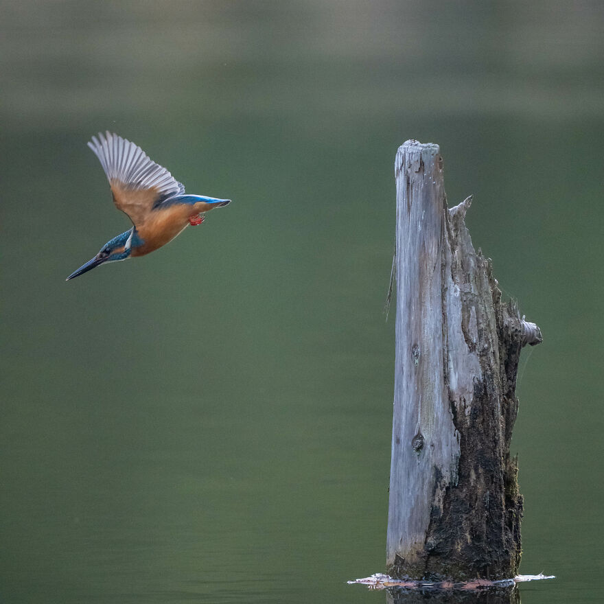 I Capture Every Move Of Diving Kingfishers (16 Pics)