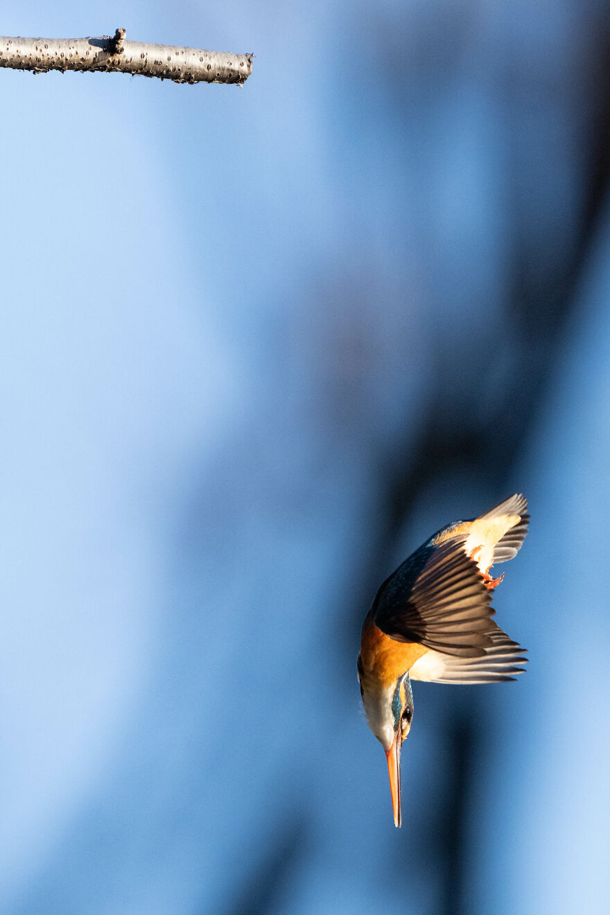 I Capture Every Move Of Diving Kingfishers (16 Pics)