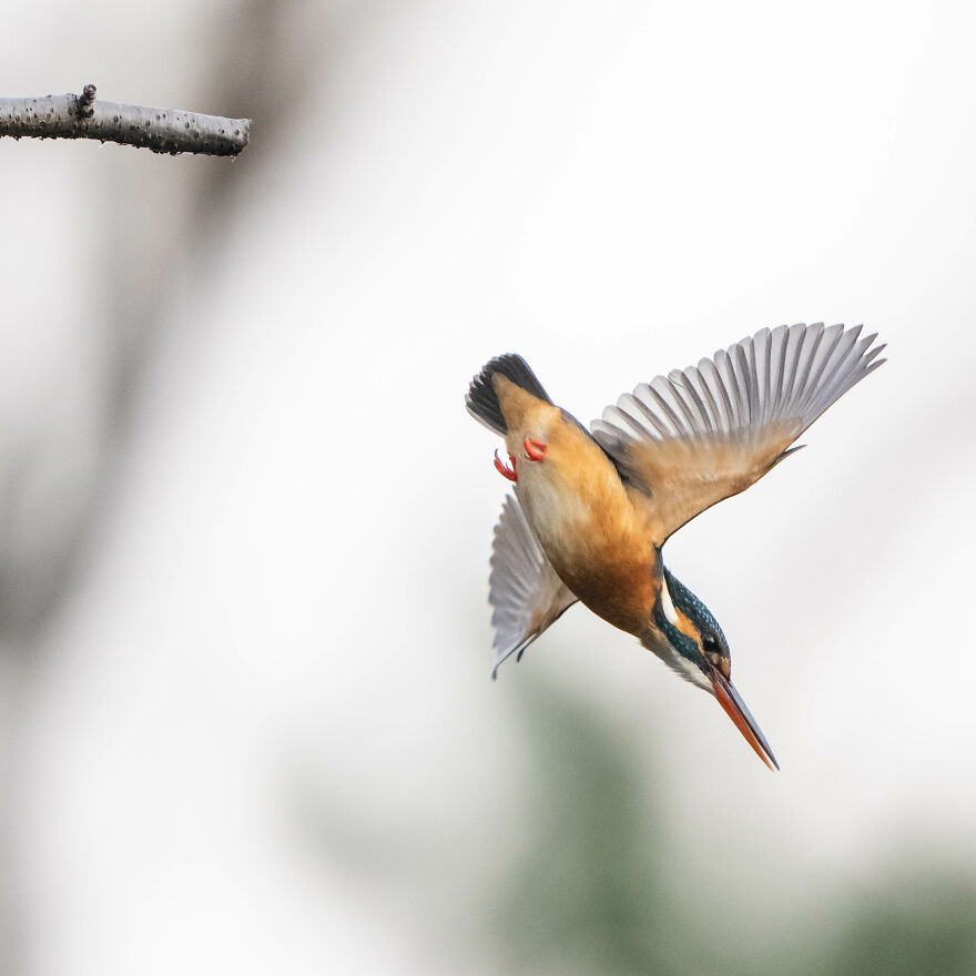 I Capture Every Move Of Diving Kingfishers (16 Pics)