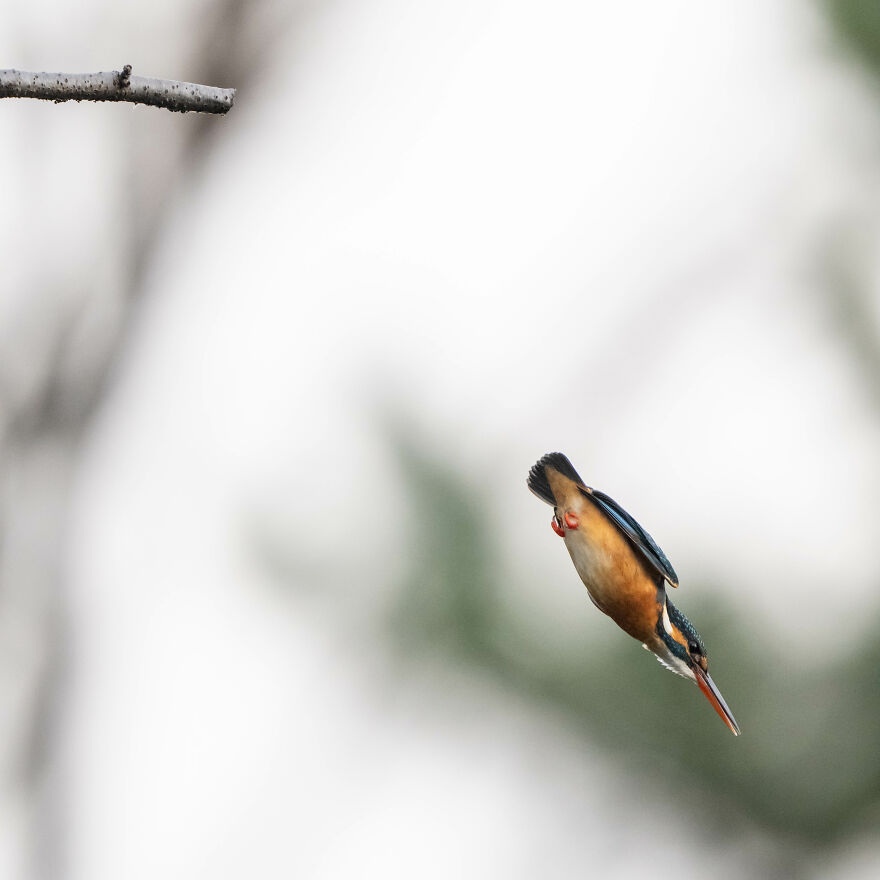 I Capture Every Move Of Diving Kingfishers (16 Pics)