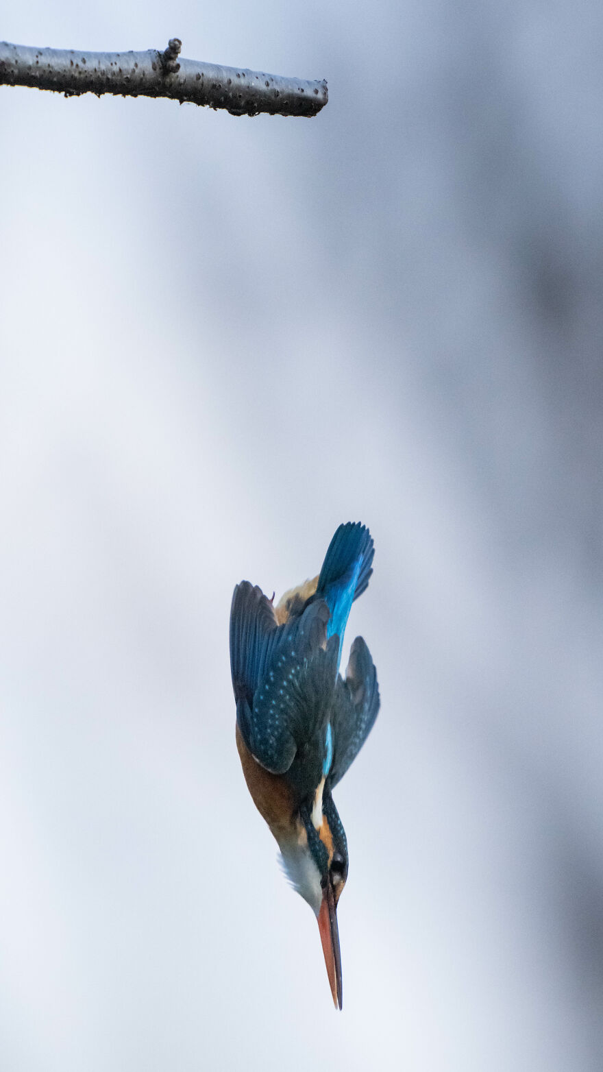 I Capture Every Move Of Diving Kingfishers (16 Pics)