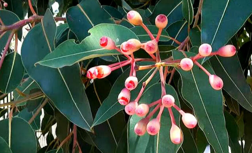 My Best 35 Flower Photos My Best 35 Flower Photos