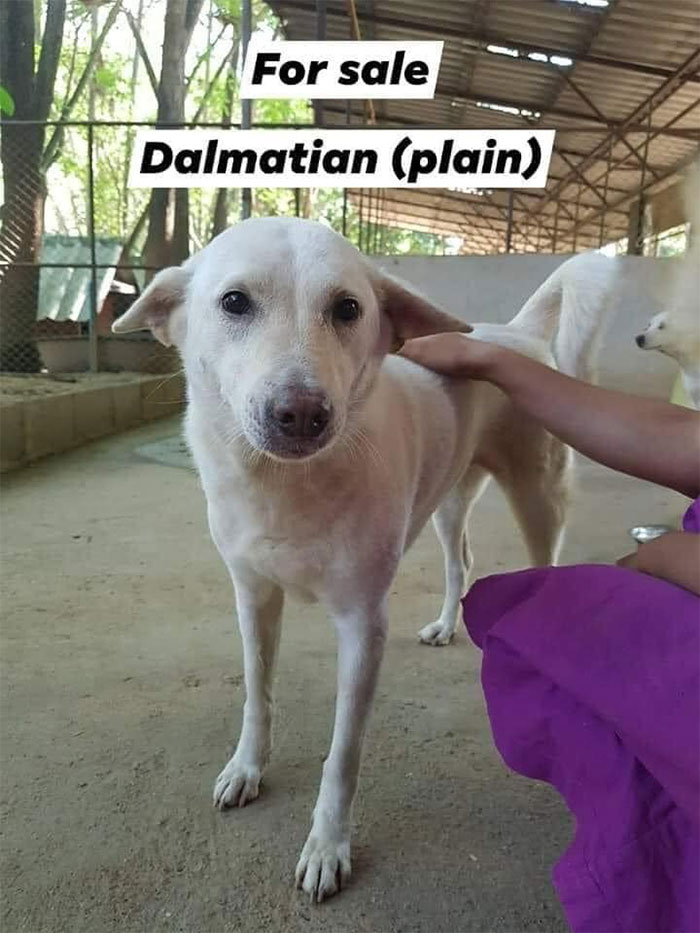 50 Cursed Adverts From ‘Ads With Threatening Auras’ (New Pics) 50 Cursed Adverts From ‘Ads With Threatening Auras’ (New Pics)