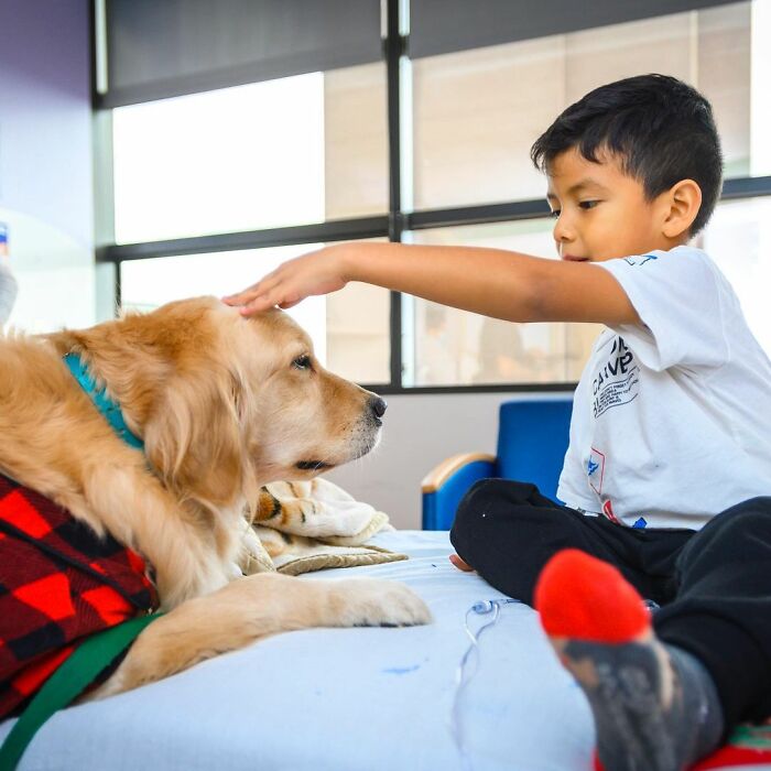 These Dogs Brought A Lot Of Joy To Ill Children That Had To Spend Christmas In A Hospital These Dogs Brought A Lot Of Joy To Ill Children That Had To Spend Christmas In A Hospital