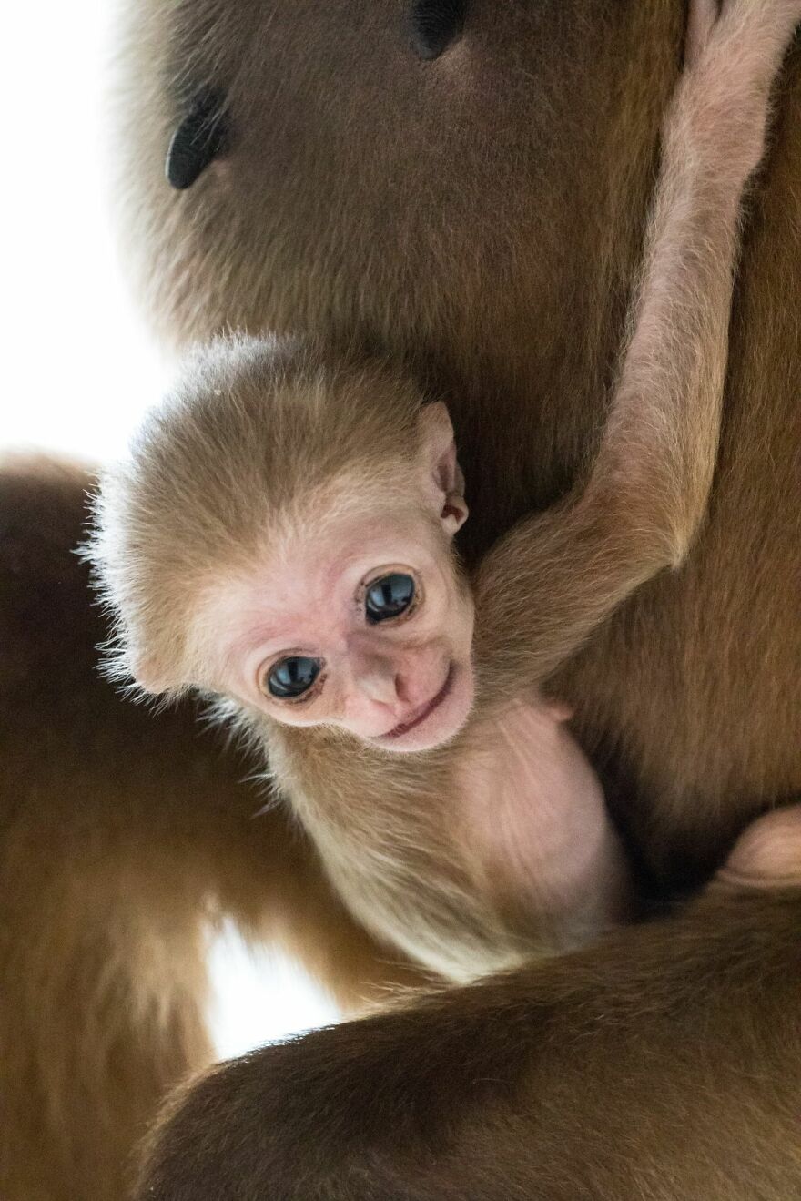 Another Baby Gibbon Was Born In The Skopje Zoo – A Rarity Both In Nature And In The Zoo Another Baby Gibbon Was Born In The Skopje Zoo – A Rarity Both In Nature And In The Zoo