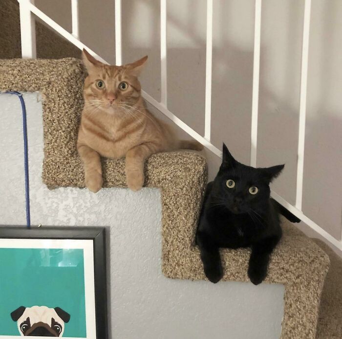 50 Of The Most Wholesome Rescue Pet Photos This December 50 Of The Most Wholesome Rescue Pet Photos This December