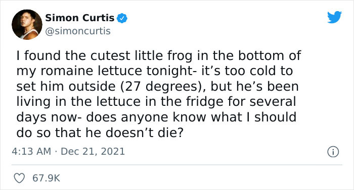 Guy Tweets Adorable Story Of How He Ended Up Adopting A Tiny Tree Frog He Discovered In His Lettuce Box Guy Tweets Adorable Story Of How He Ended Up Adopting A Tiny Tree Frog He Discovered In His Lettuce Box