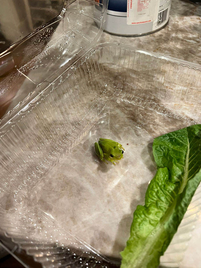 Guy Tweets Adorable Story Of How He Ended Up Adopting A Tiny Tree Frog He Discovered In His Lettuce Box Guy Tweets Adorable Story Of How He Ended Up Adopting A Tiny Tree Frog He Discovered In His Lettuce Box