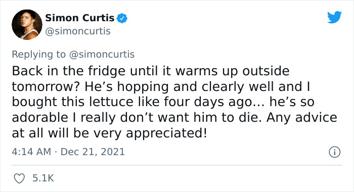 Guy Tweets Adorable Story Of How He Ended Up Adopting A Tiny Tree Frog He Discovered In His Lettuce Box Guy Tweets Adorable Story Of How He Ended Up Adopting A Tiny Tree Frog He Discovered In His Lettuce Box