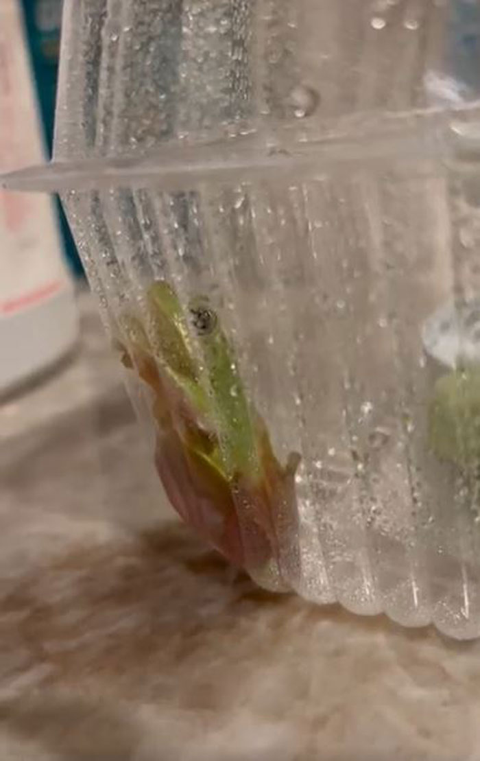 Guy Tweets Adorable Story Of How He Ended Up Adopting A Tiny Tree Frog He Discovered In His Lettuce Box Guy Tweets Adorable Story Of How He Ended Up Adopting A Tiny Tree Frog He Discovered In His Lettuce Box
