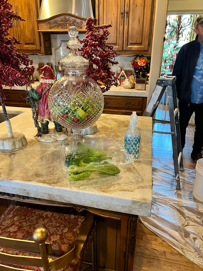 Guy Tweets Adorable Story Of How He Ended Up Adopting A Tiny Tree Frog He Discovered In His Lettuce Box Guy Tweets Adorable Story Of How He Ended Up Adopting A Tiny Tree Frog He Discovered In His Lettuce Box