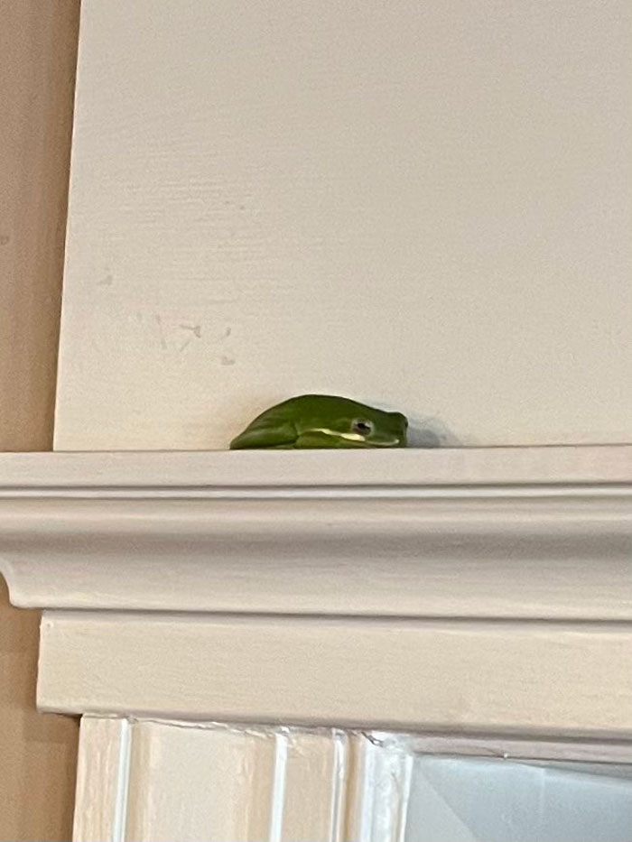 Guy Tweets Adorable Story Of How He Ended Up Adopting A Tiny Tree Frog He Discovered In His Lettuce Box Guy Tweets Adorable Story Of How He Ended Up Adopting A Tiny Tree Frog He Discovered In His Lettuce Box