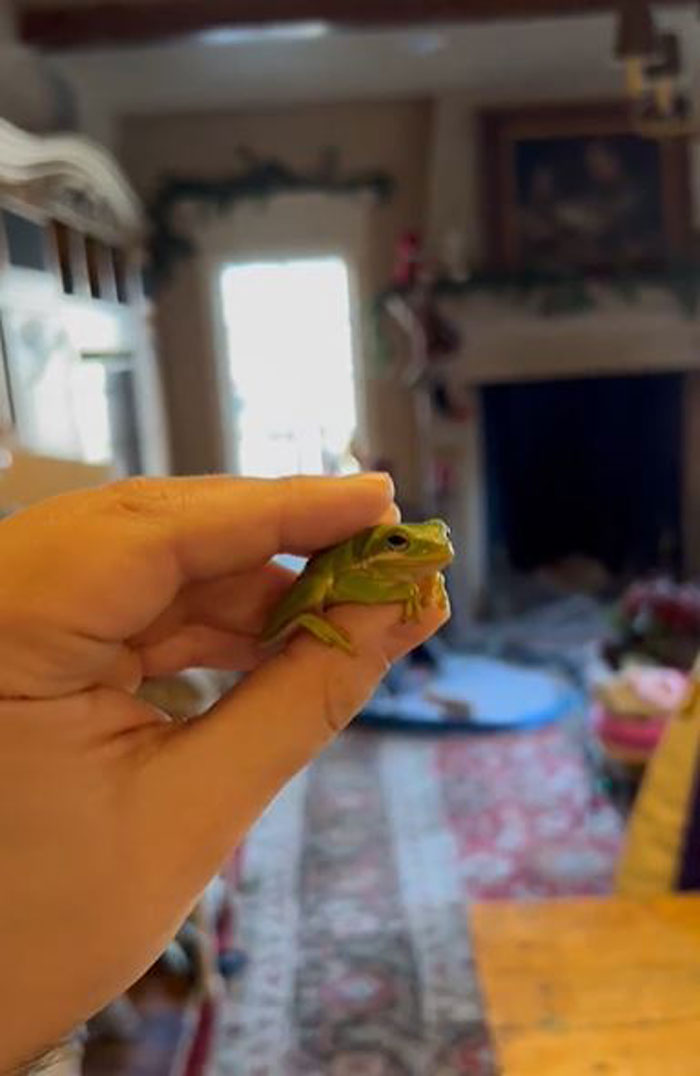 Guy Tweets Adorable Story Of How He Ended Up Adopting A Tiny Tree Frog He Discovered In His Lettuce Box Guy Tweets Adorable Story Of How He Ended Up Adopting A Tiny Tree Frog He Discovered In His Lettuce Box